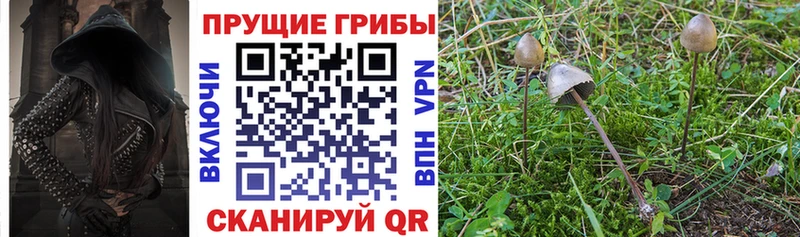Купить где  Камень-на-Оби  Галлюциногенные грибы мицелий 